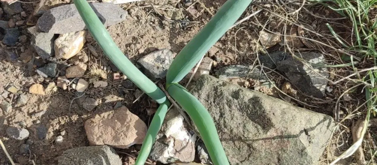 Altai onion