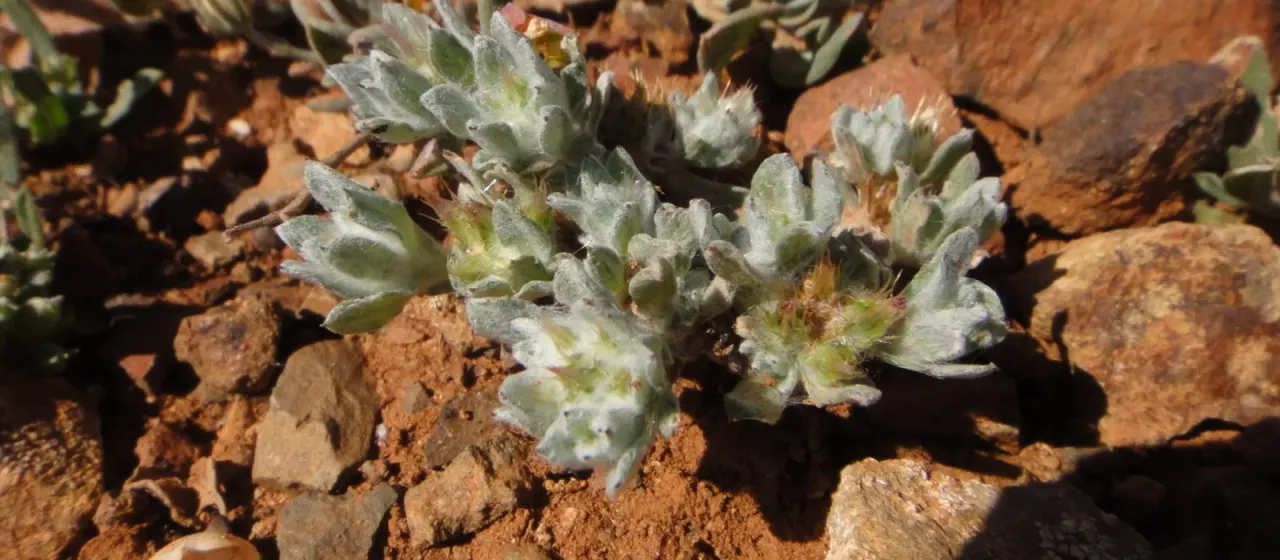 Desert cudweed