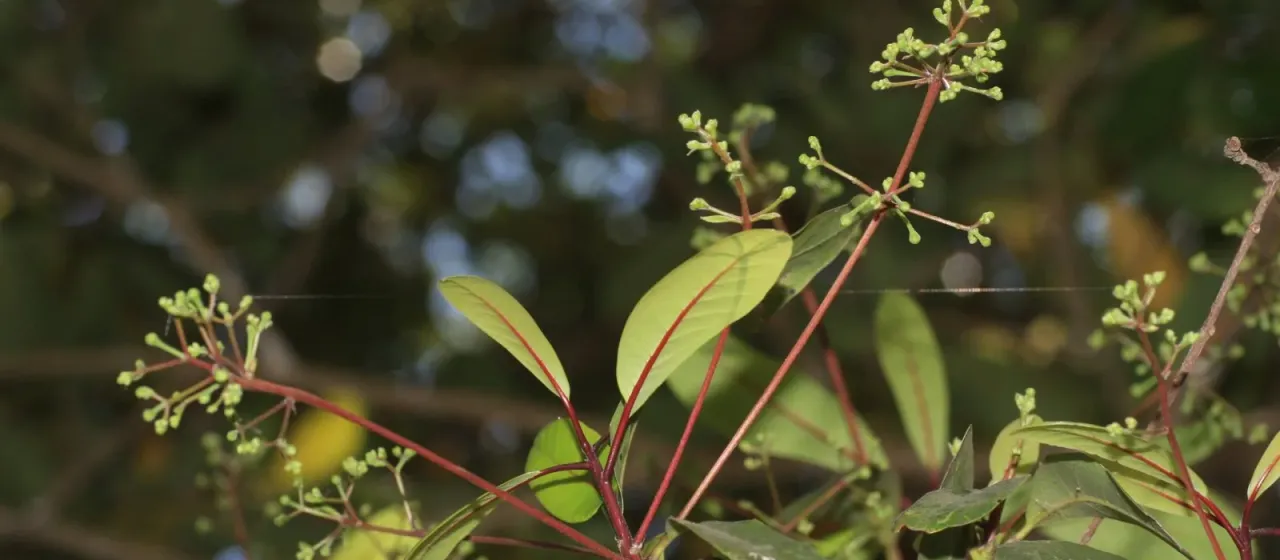 Alseodaphne semecarpifolia