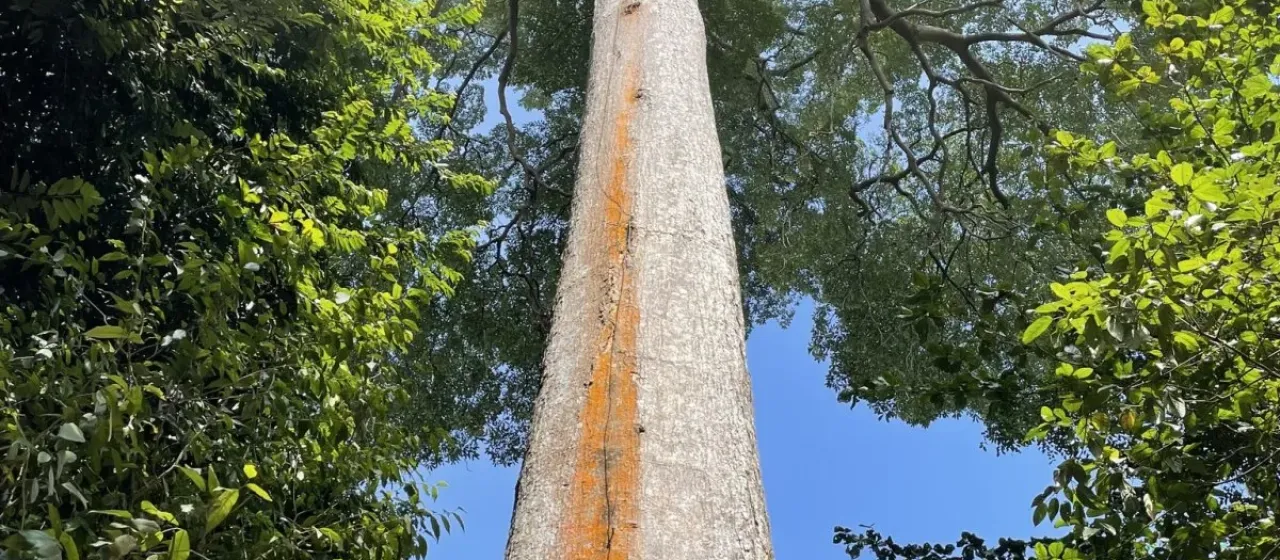 Alstonia angustiloba