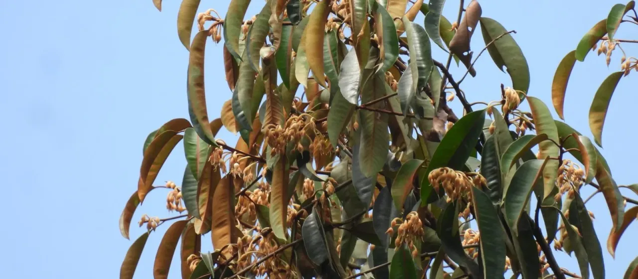 Payena maingayi