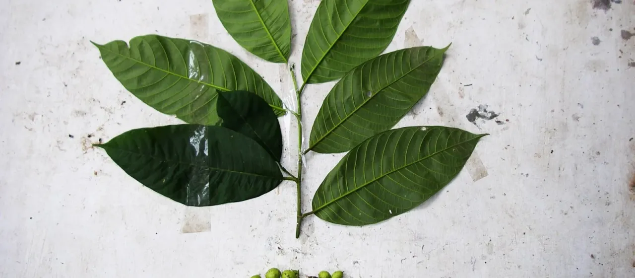 Прайнея лимпато