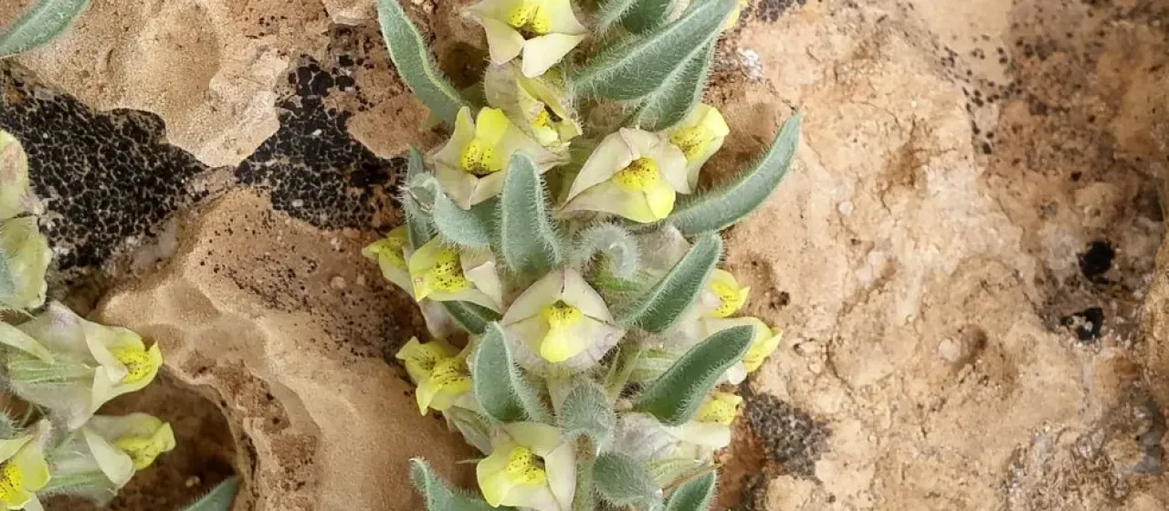Kickxia floribunda
