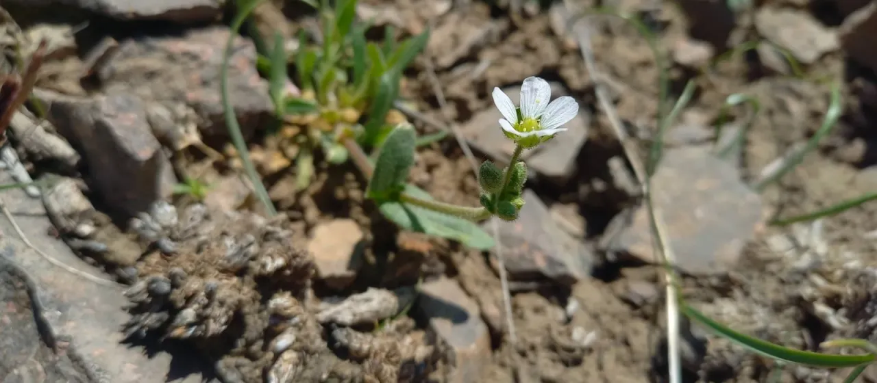 Jagged chickweed