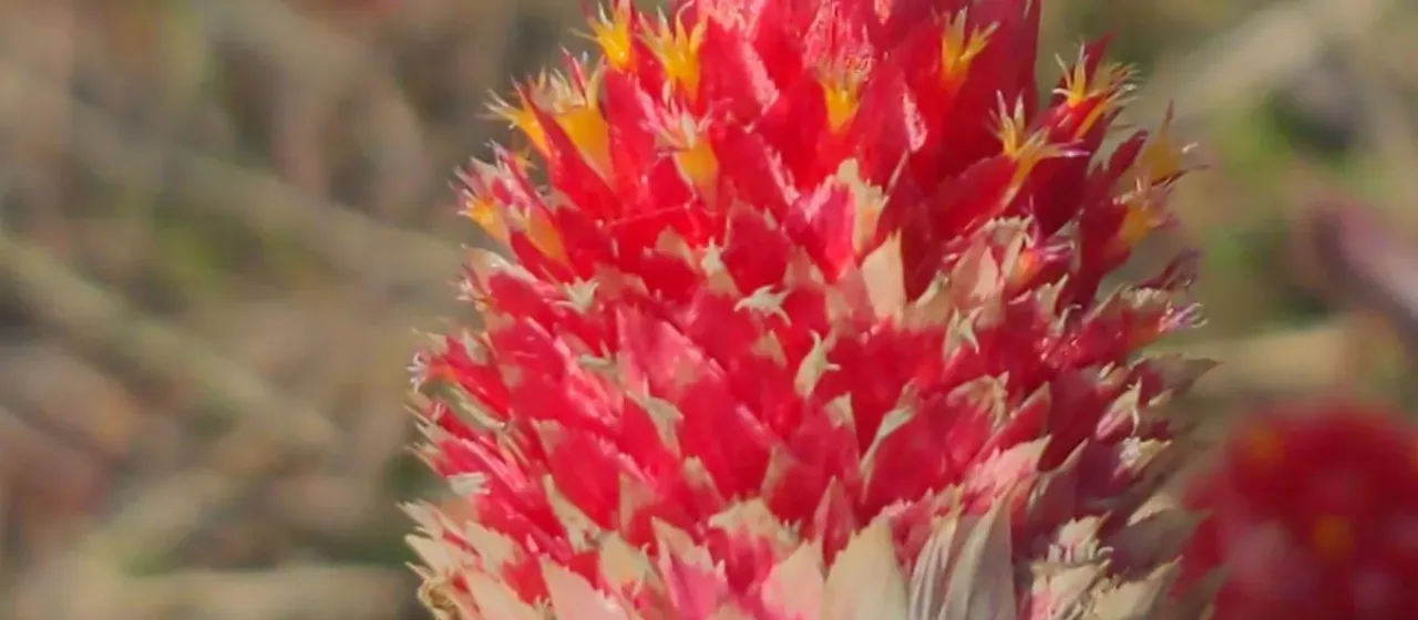 Gomphrena haageana