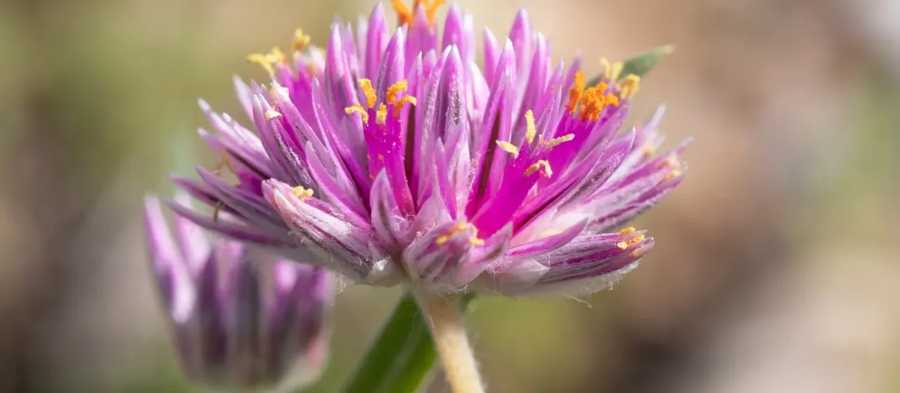 Gomphrena leontopodioides