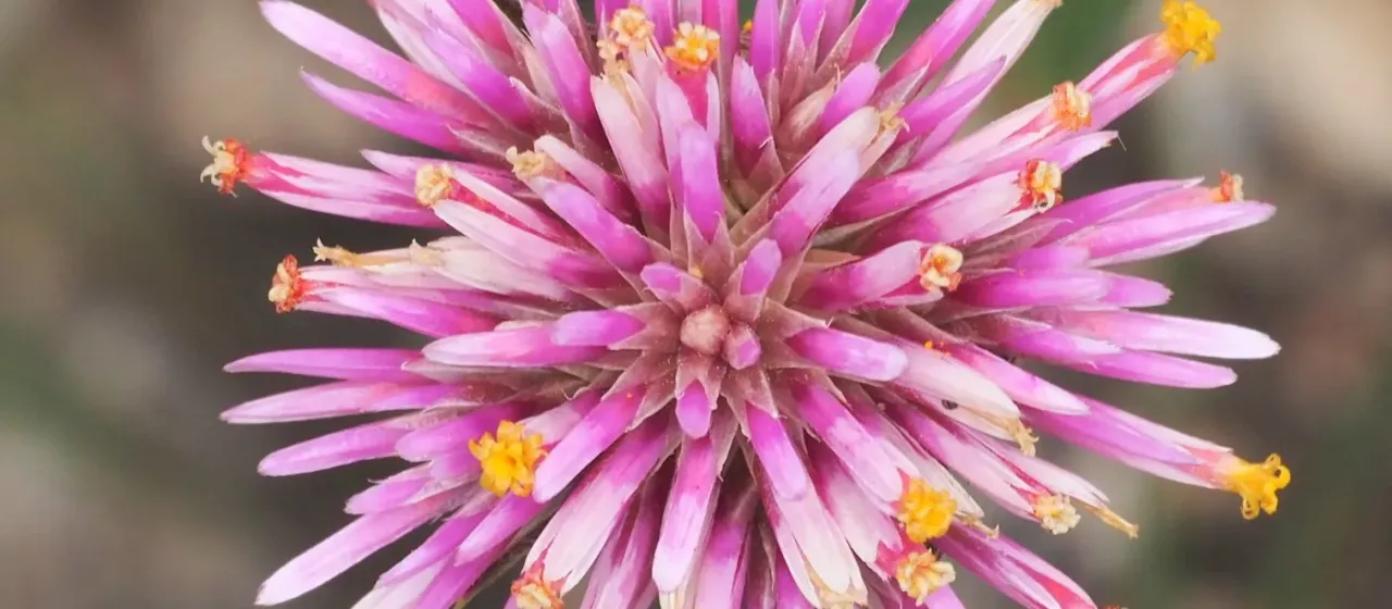 Gomphrena pulchella Mart.
