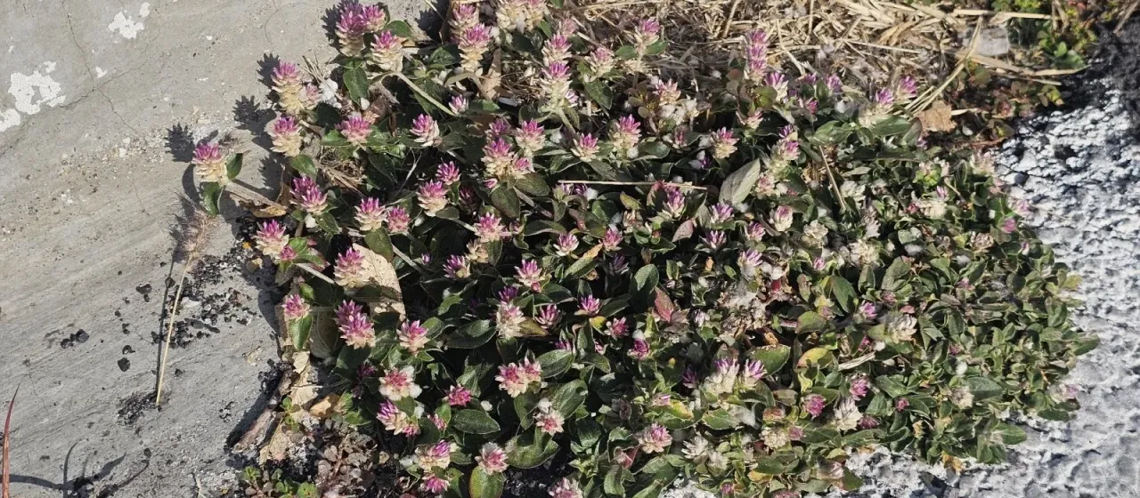 Gomphrena serrata L.