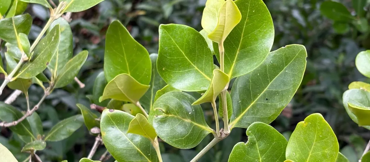 Grey mangrove