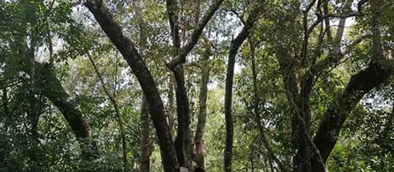 Avicennia rumphiana