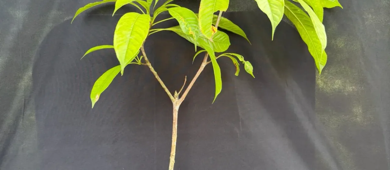 Barringtonia macrostachya