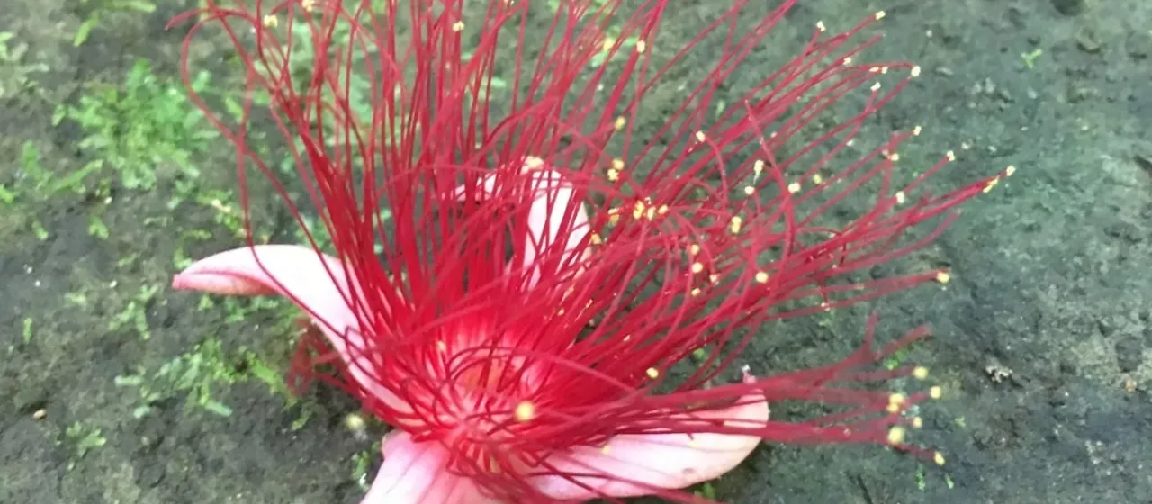 Barringtonia samoensis