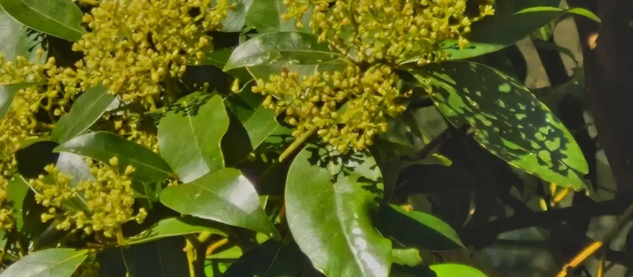 Cryptocarya glaucescens
