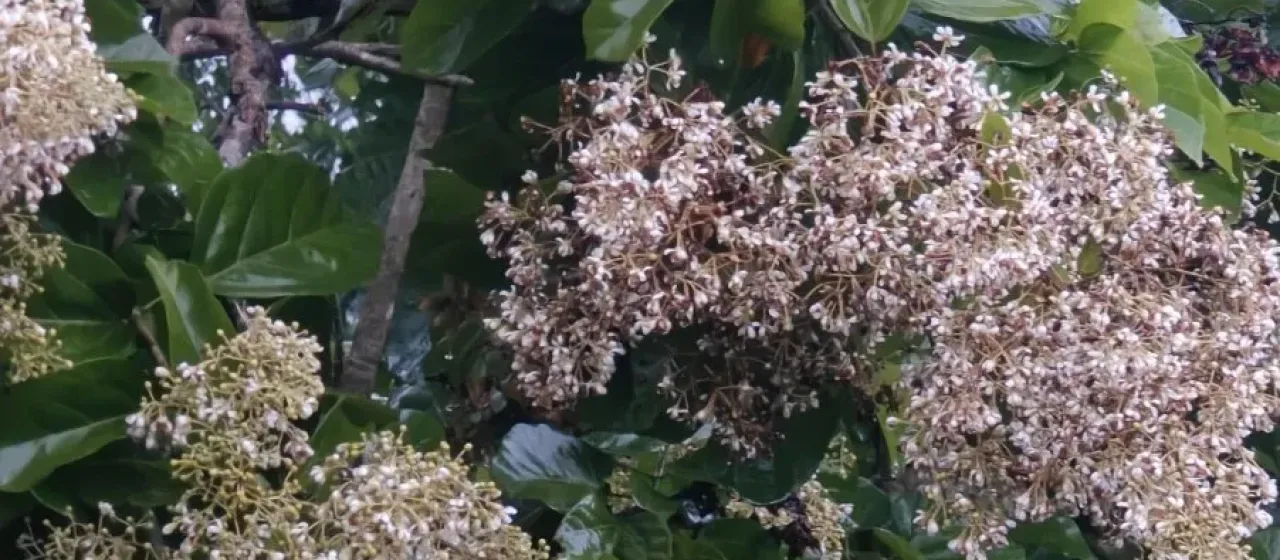 Trincomalee wood