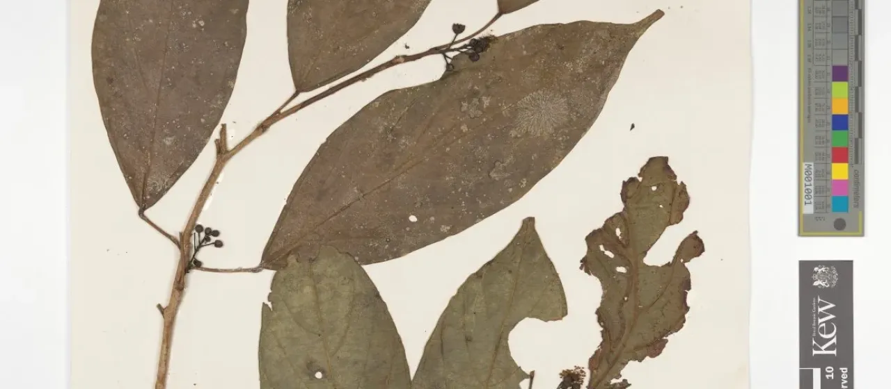 Blumeodendron endocarpum