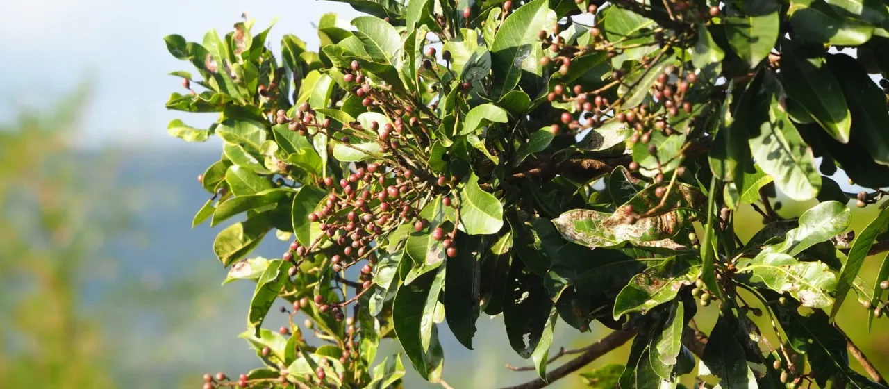 Buchanania arborescens