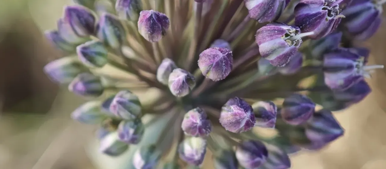 Wild leek