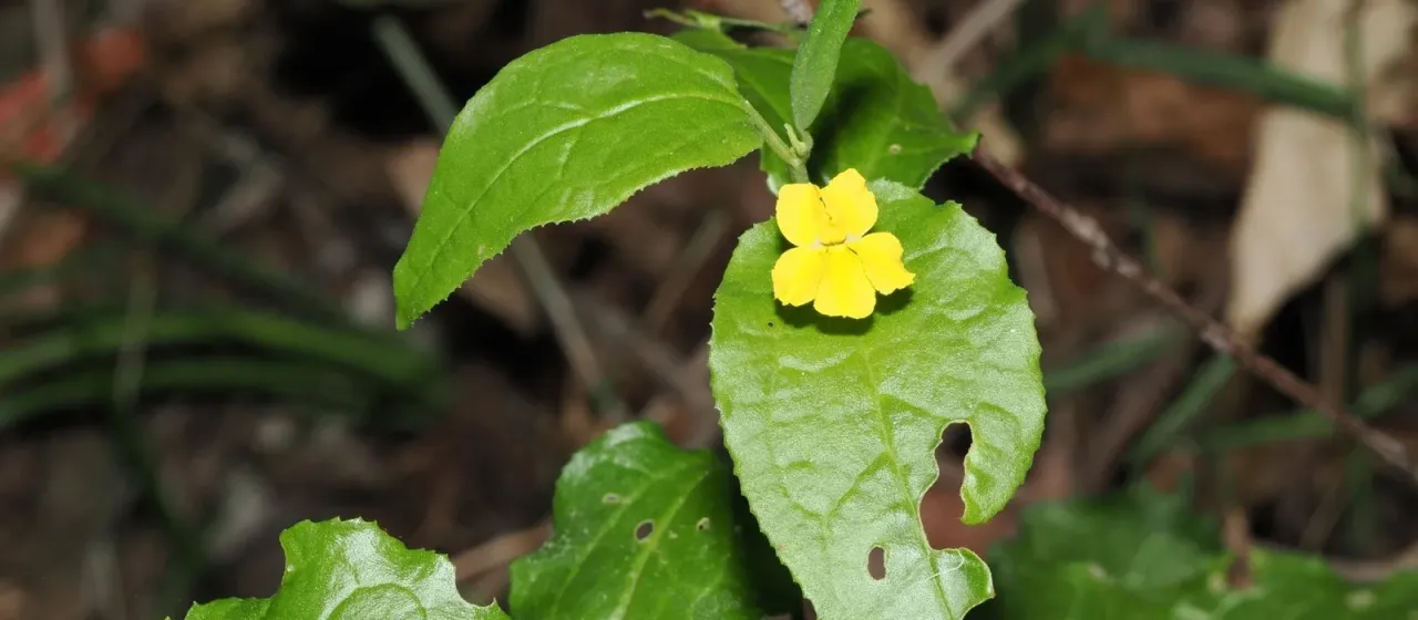 Goodenia ovata