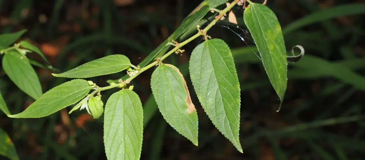 Trema tomentosum