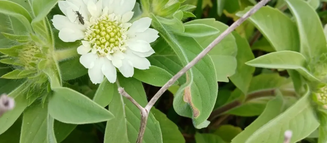 Lomelosia prolifera