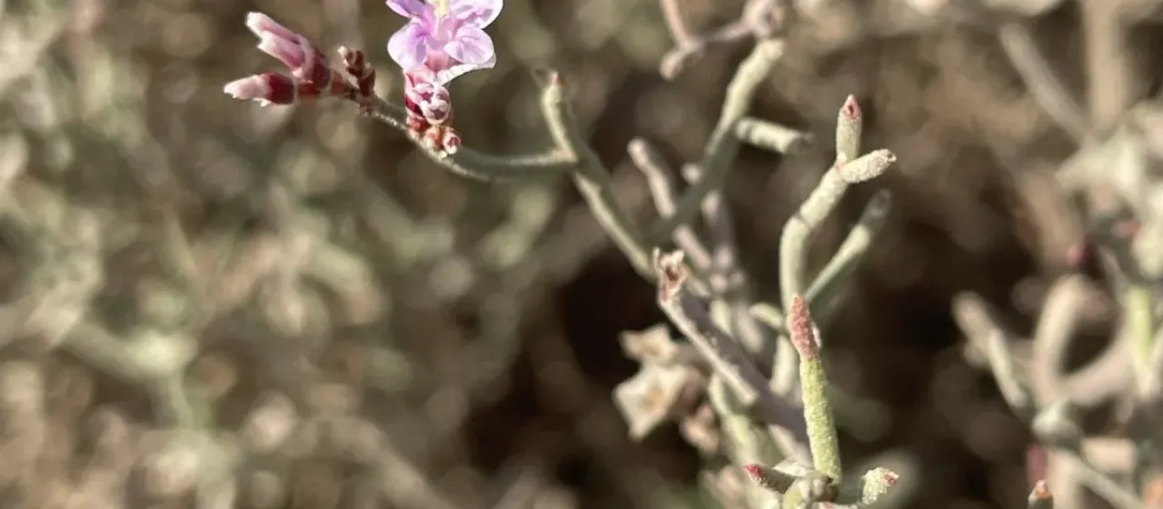 Mealy sea-lavender