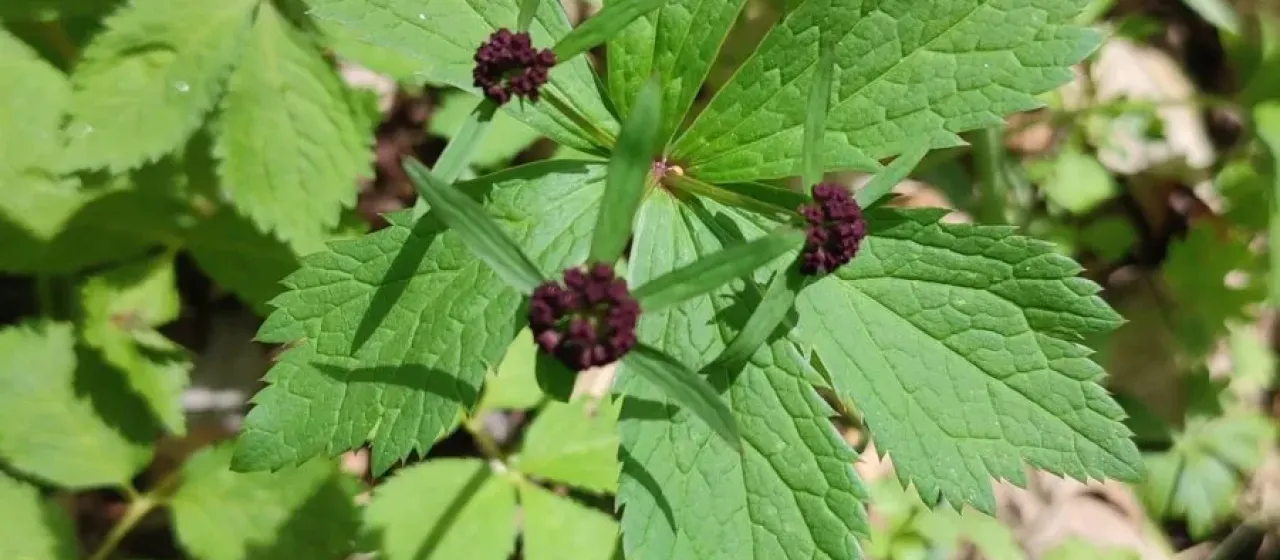 Red-flowered sanicle