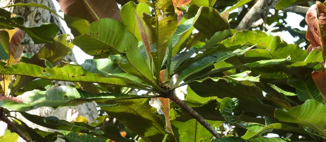 Campnosperma auriculatum