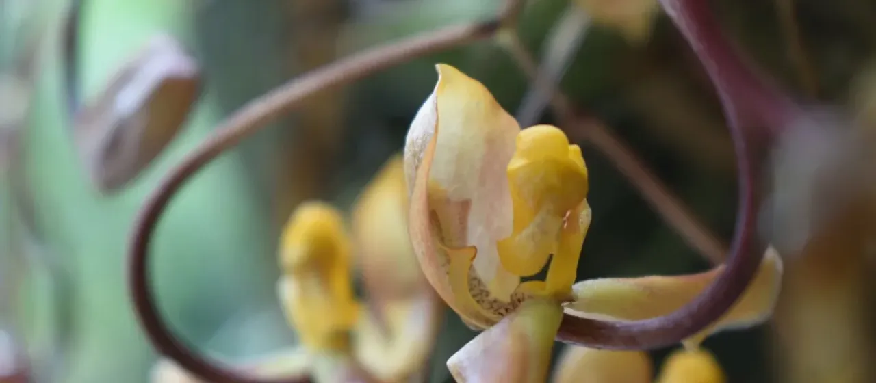 Gongora galeata