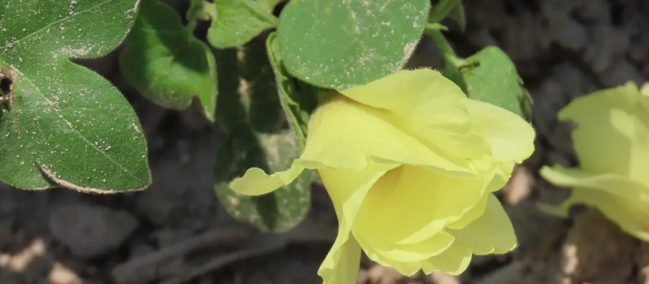 Levant cotton