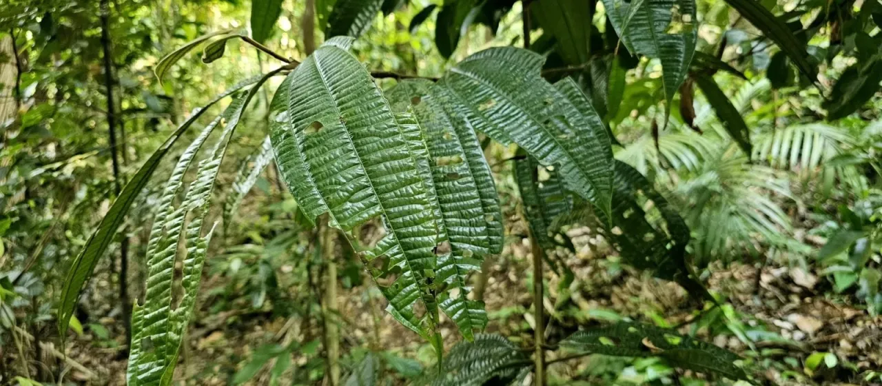 Java cinnamon