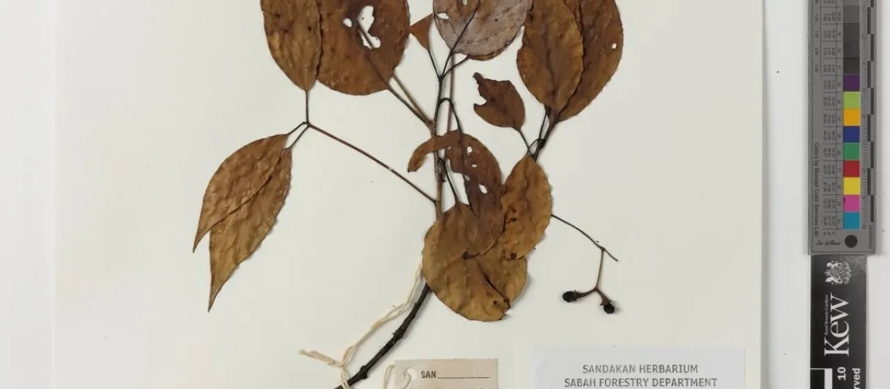 Cinnamomum porrectum