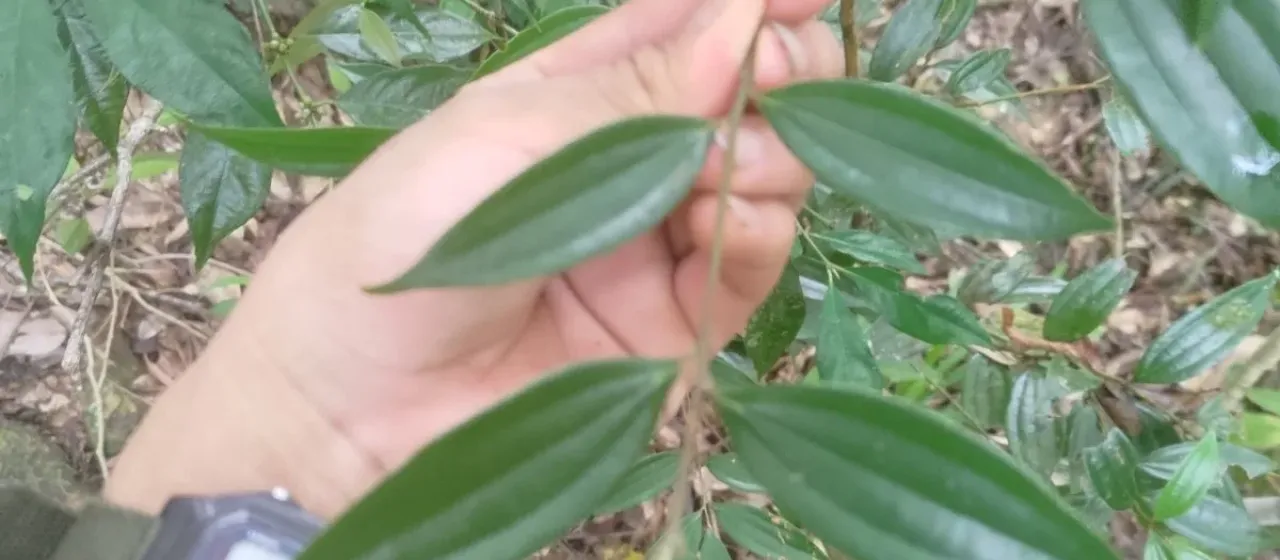 Cinnamomum subavenium
