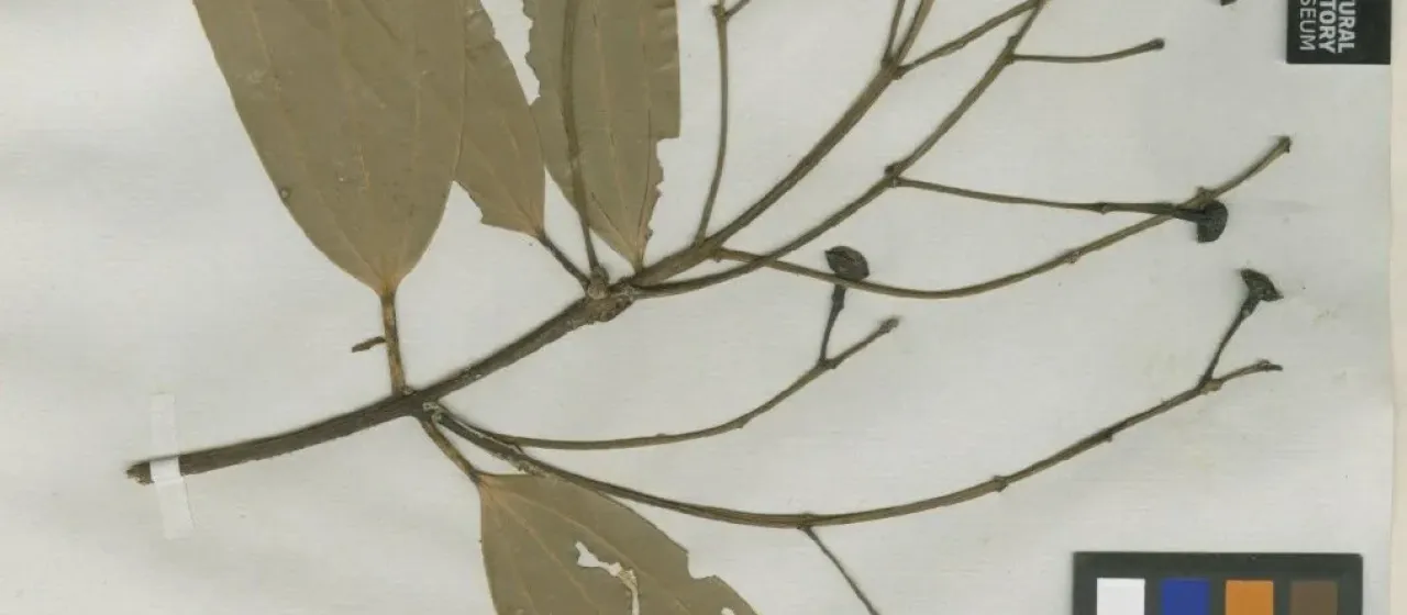 Cinnamomum subtetrapterum