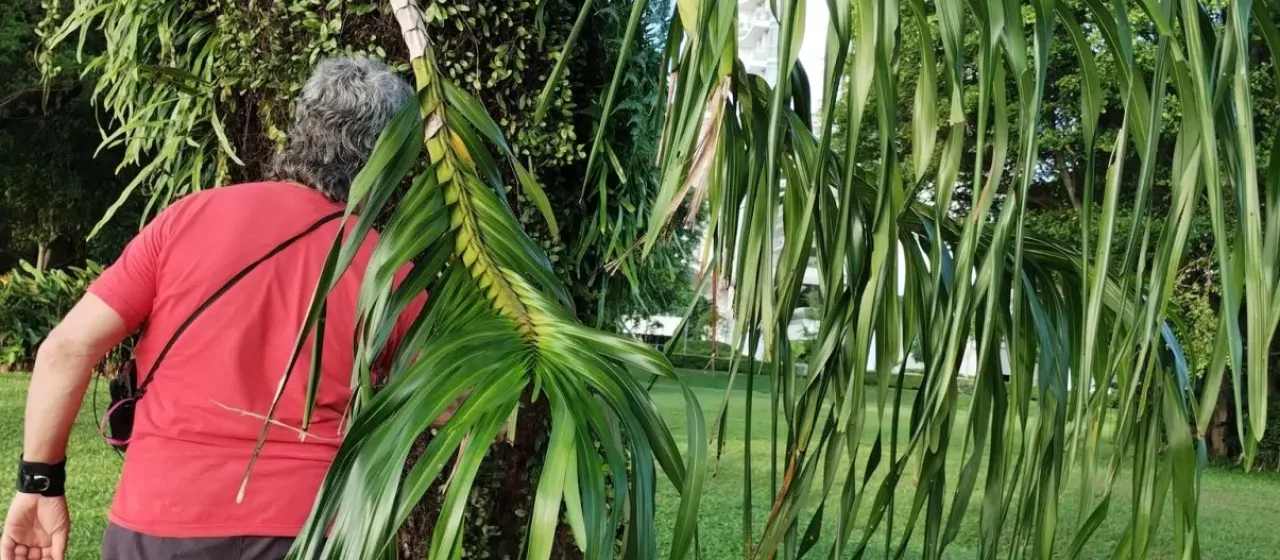 Grammatophyllum Blume