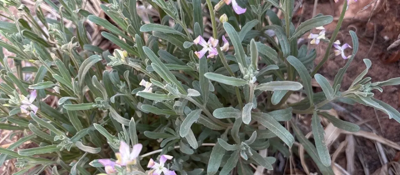 Matthiola aspera