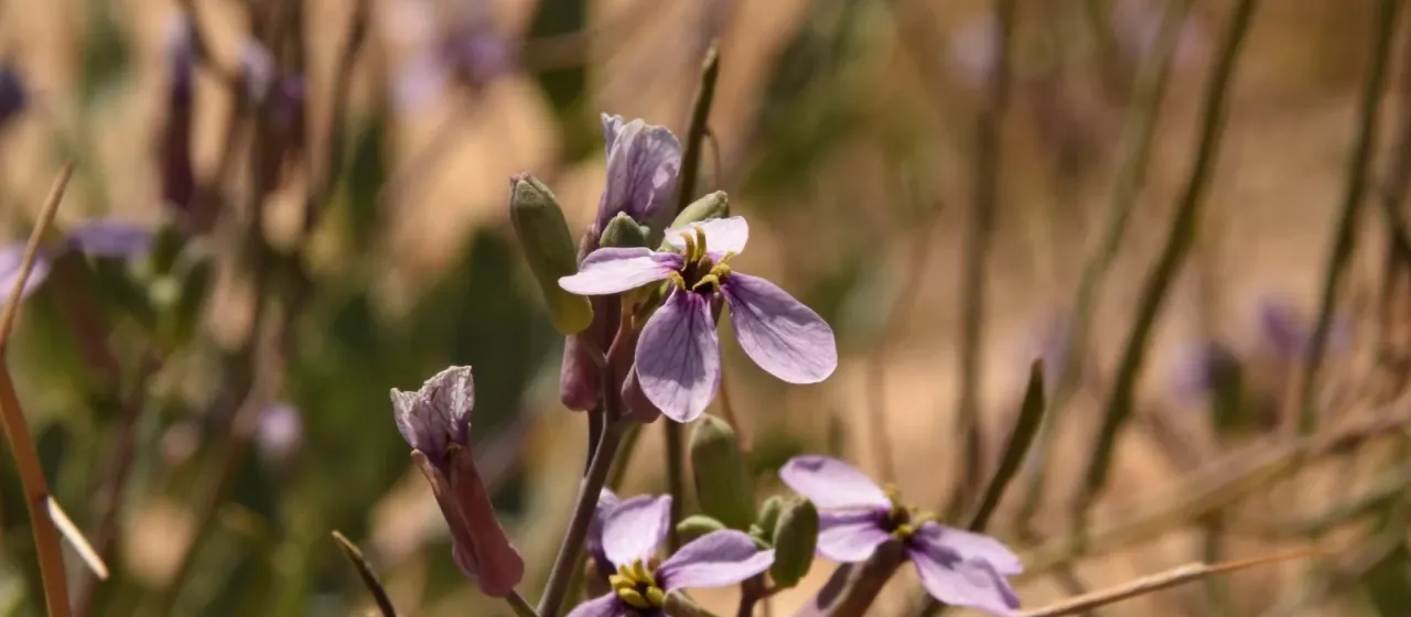 Moricandia nitens