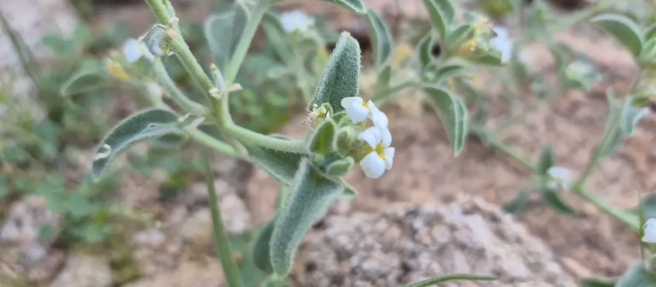 Morettia parviflora