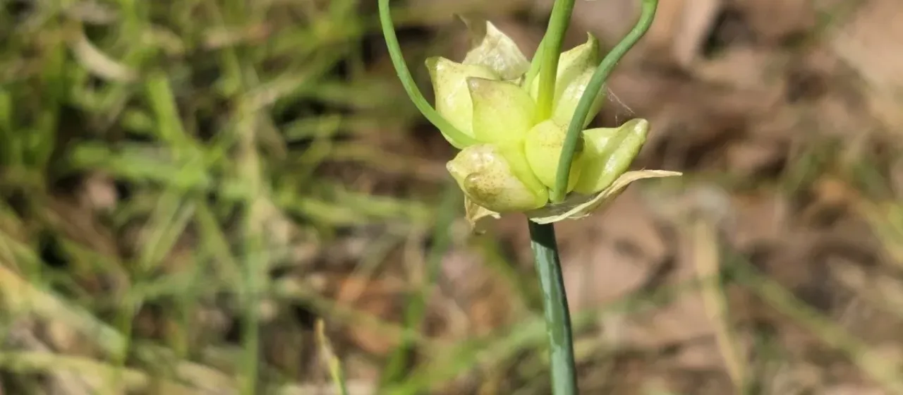 Canadian garlic
