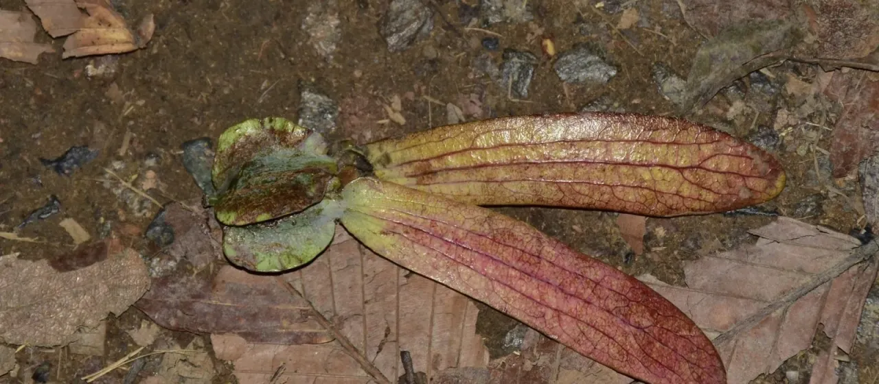Dipterocarpus palembanicus