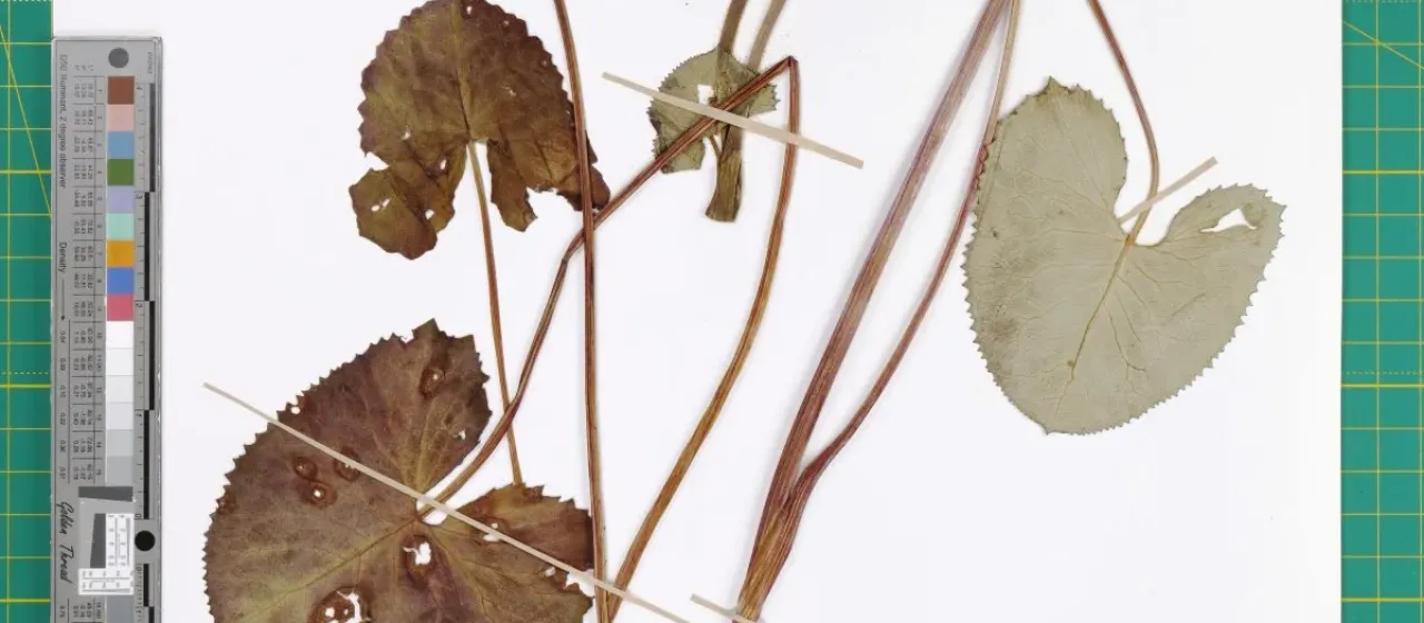 Ligularia bucovinensis