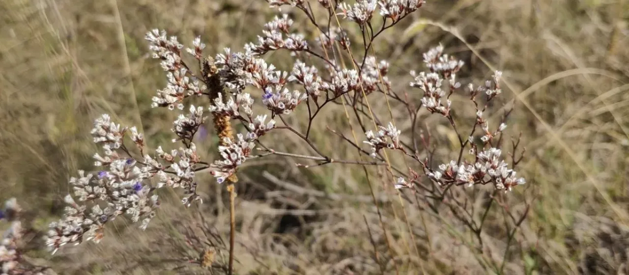 Bunge's Sea Lavender