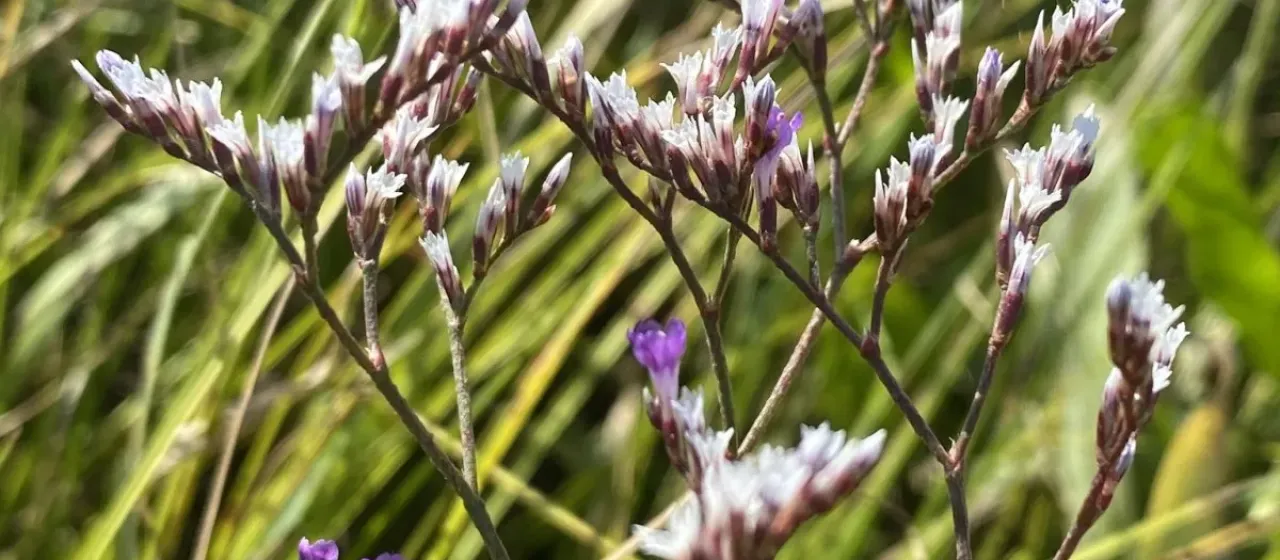 Sareptan sea-lavender