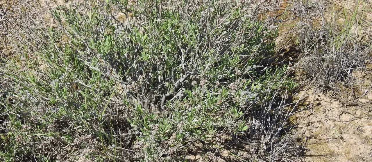 Shrubby sea lavender