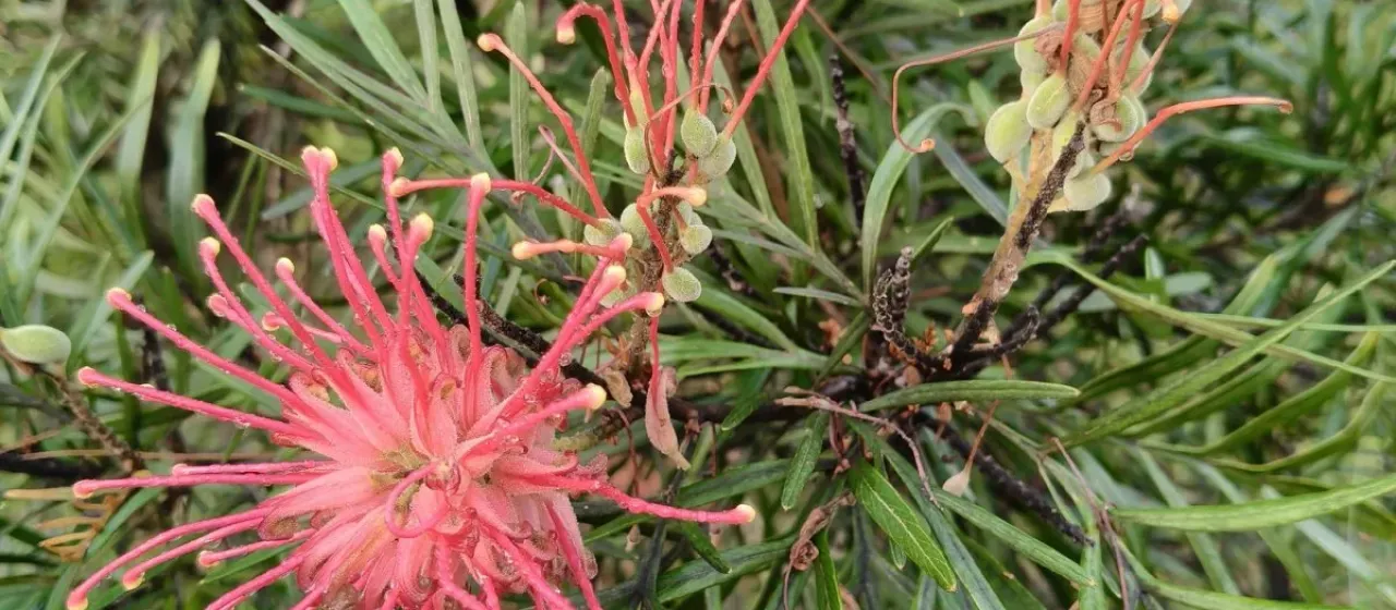 Bank's grevillea
