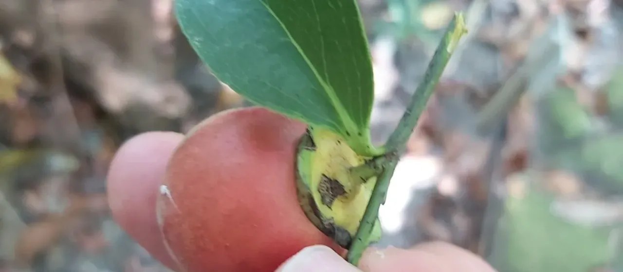 Diospyros hebecarpa
