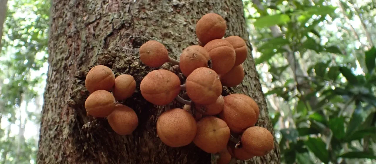 Dysoxylum parasiticum