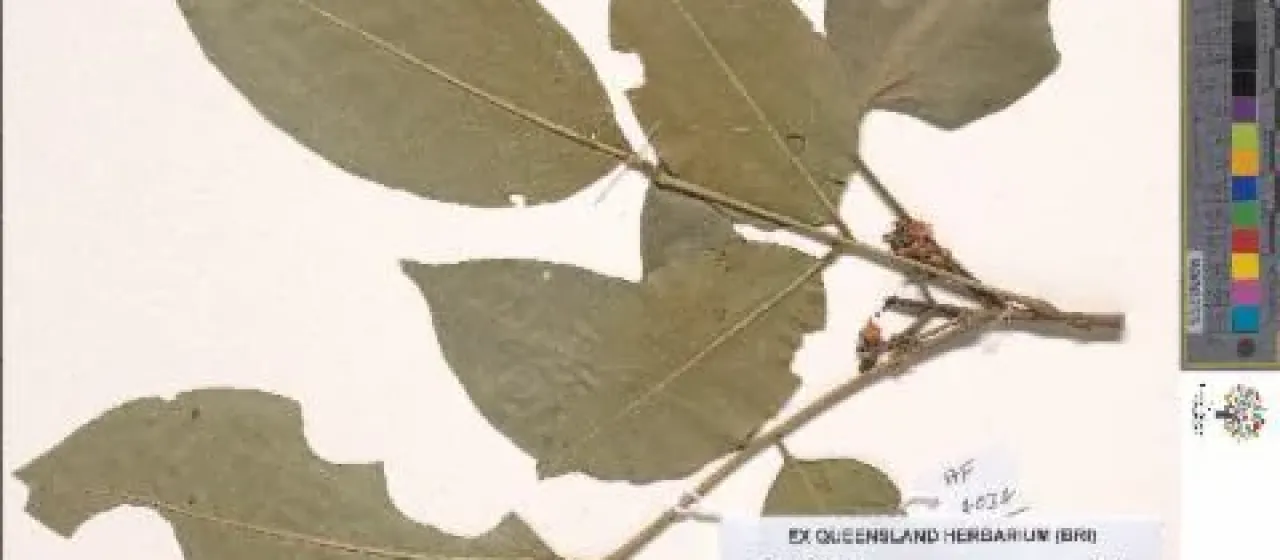 Dysoxylum latifolium