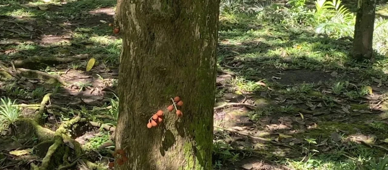 Dysoxylum densiflorum