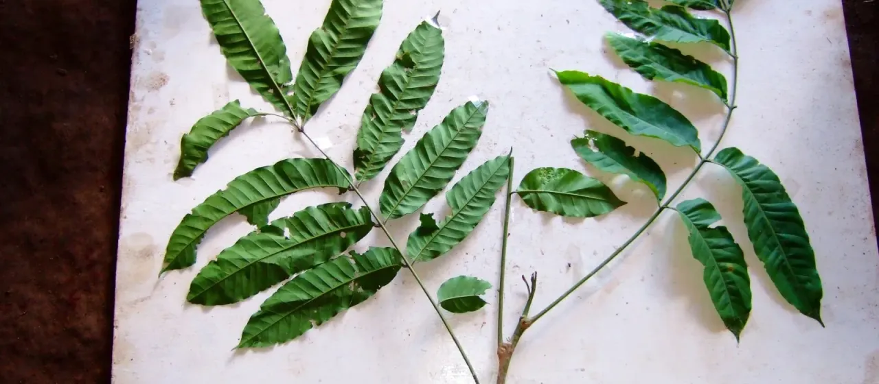 Dysoxylum brassii