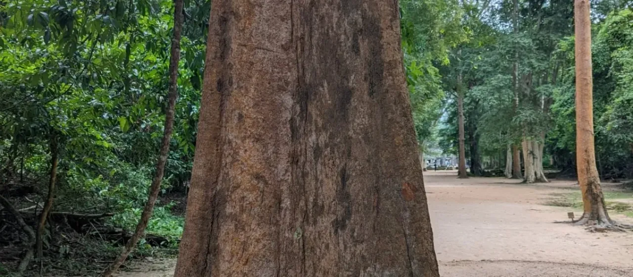 Irvingia malayana